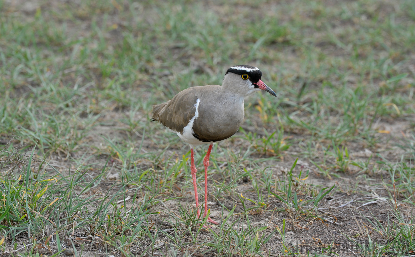 Vanellus coronatus coronatus [400 mm, 1/60 Sek. bei f / 11, ISO 500]